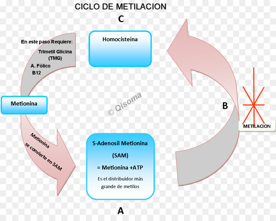 Hipertensión，Diagrama PNG