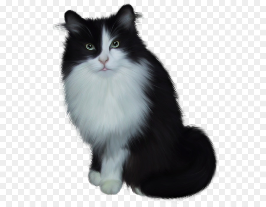 Gato Siames，Angora Turca PNG