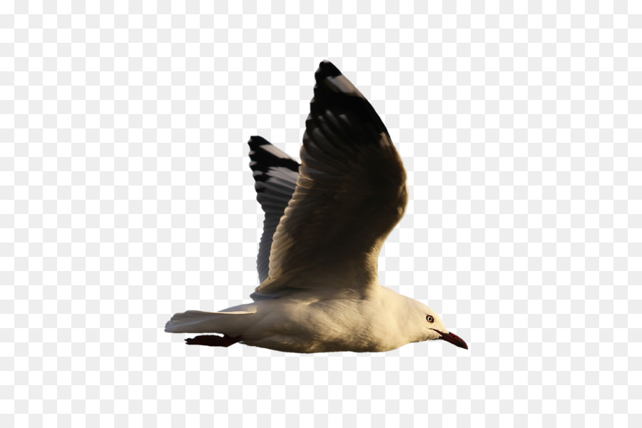 Aves，Ganso PNG