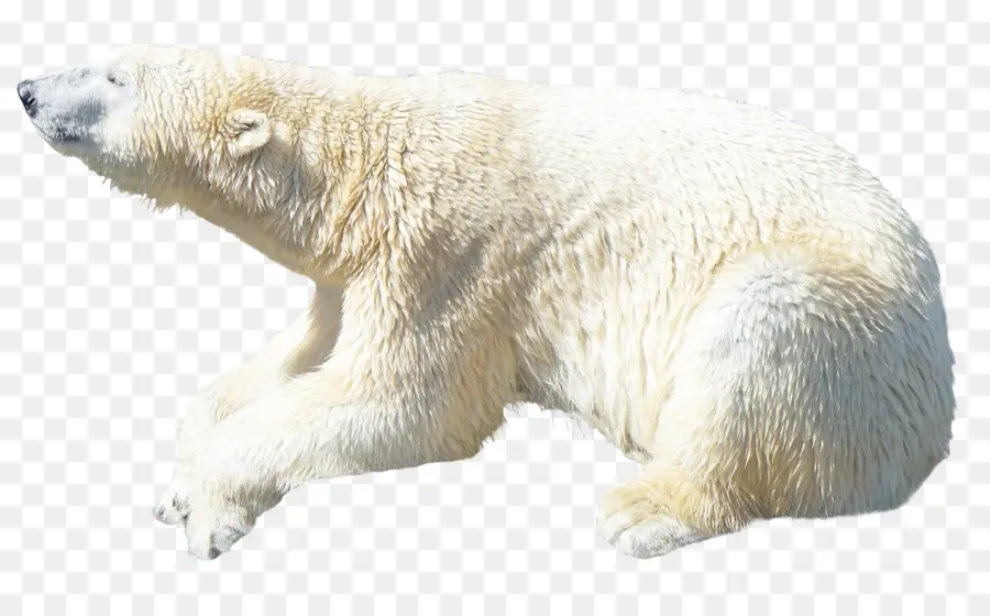 Oso Polar，Oso PNG