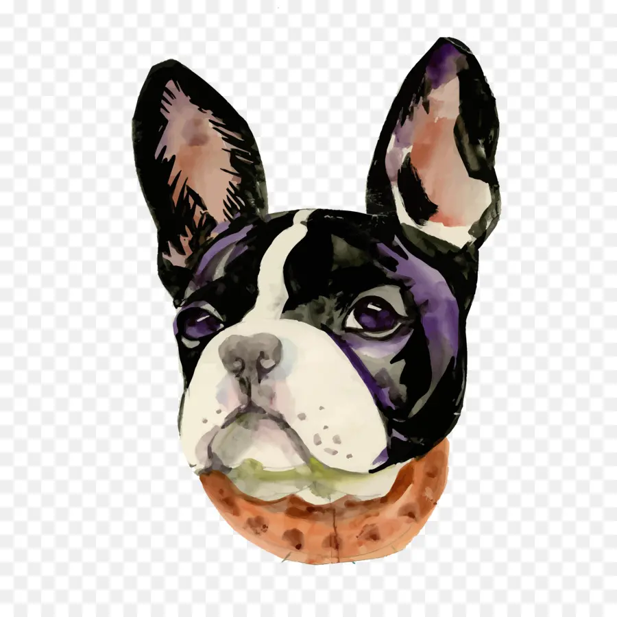 Boston Terrier，Bulldog Francés PNG