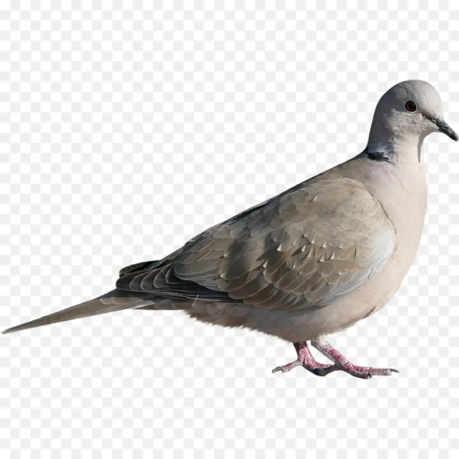 Pájaro，Palomas Y Palomas PNG