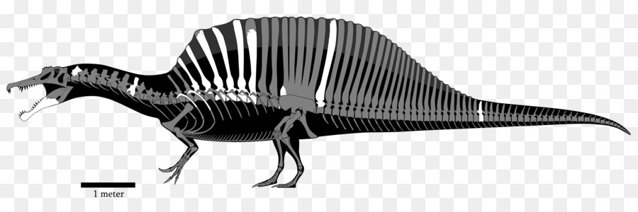 Tiranosaurio，Giganotosaurio PNG