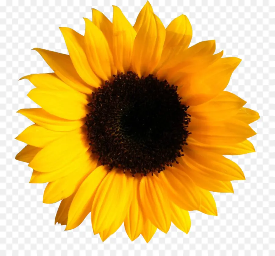 Flor，Amarillo PNG