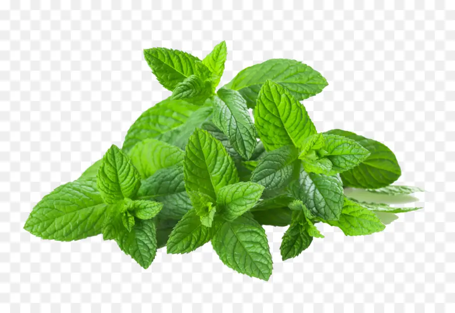 Menta，Hierba PNG