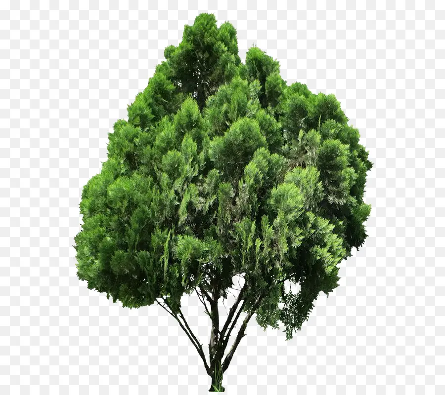 Árbol，Verde PNG