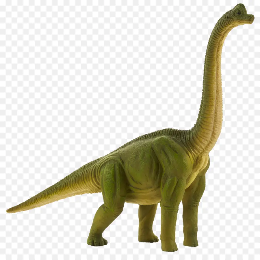 Tiranosaurio，Brachiosaurio PNG
