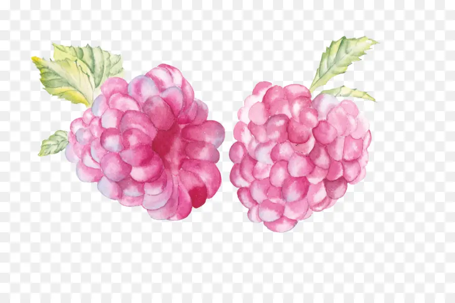 Frambuesas，Rosa PNG