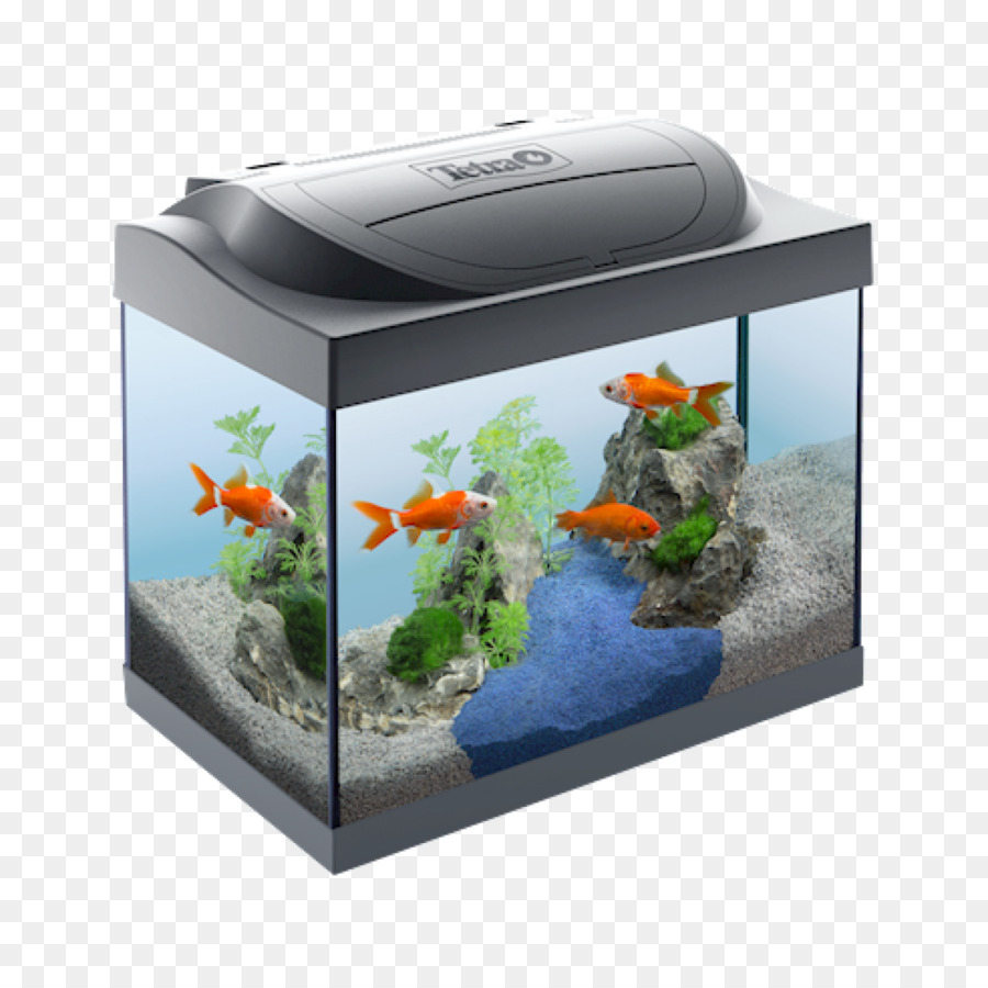 Acuario，Tetra PNG