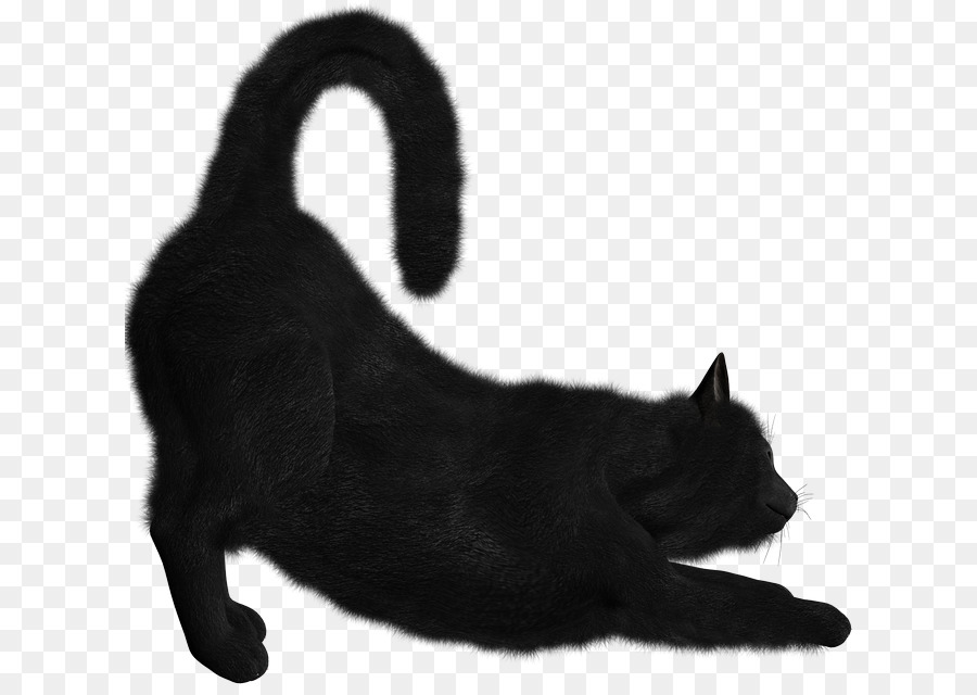 Gato De Bombay，Gatito PNG