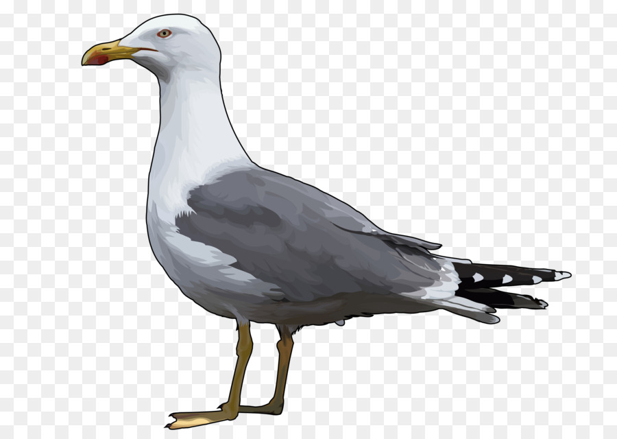 Gaviota De Arenque Europeo，Gaviotas PNG