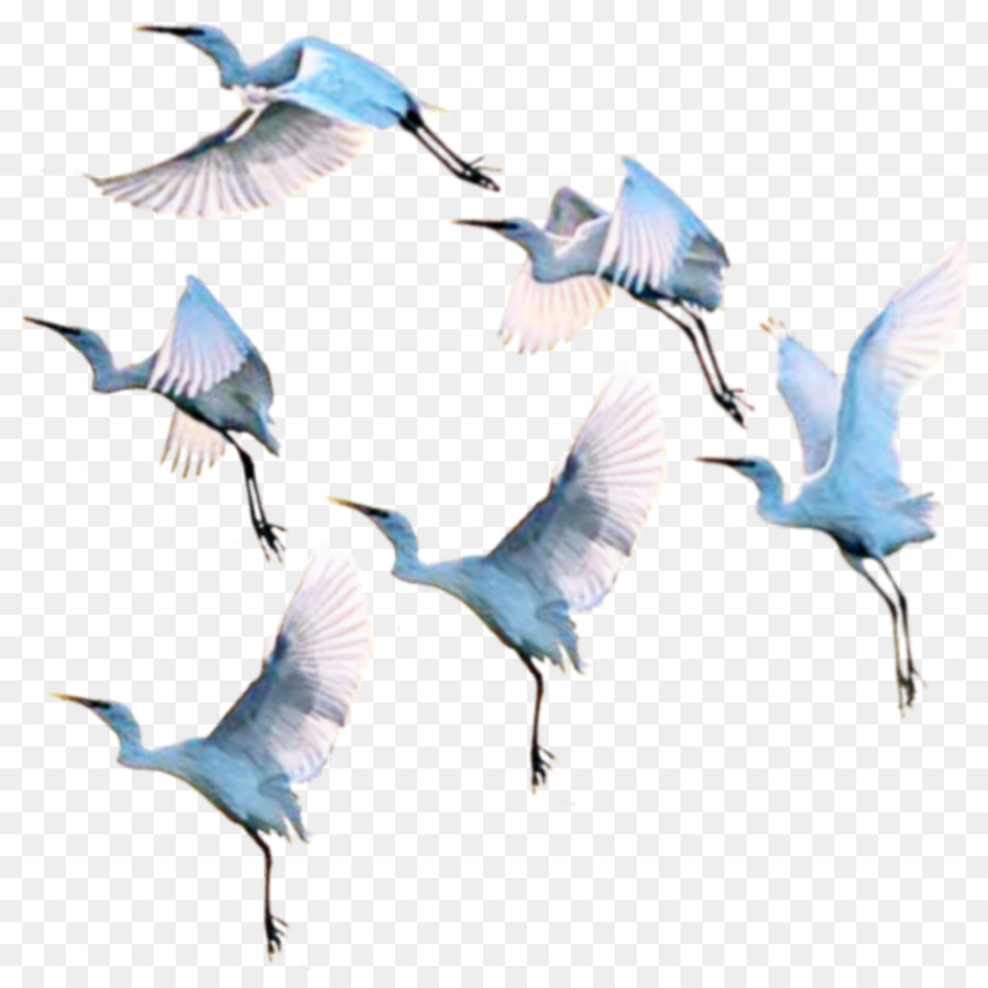 Aves，Vuelo PNG