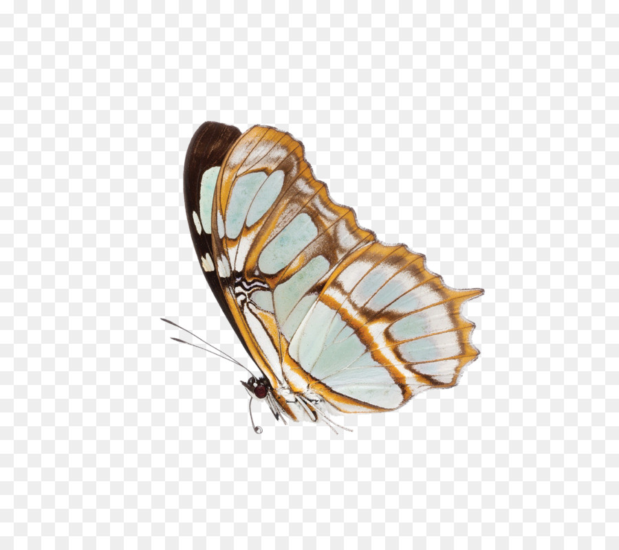 Mariposa，Mariposa Monarca PNG