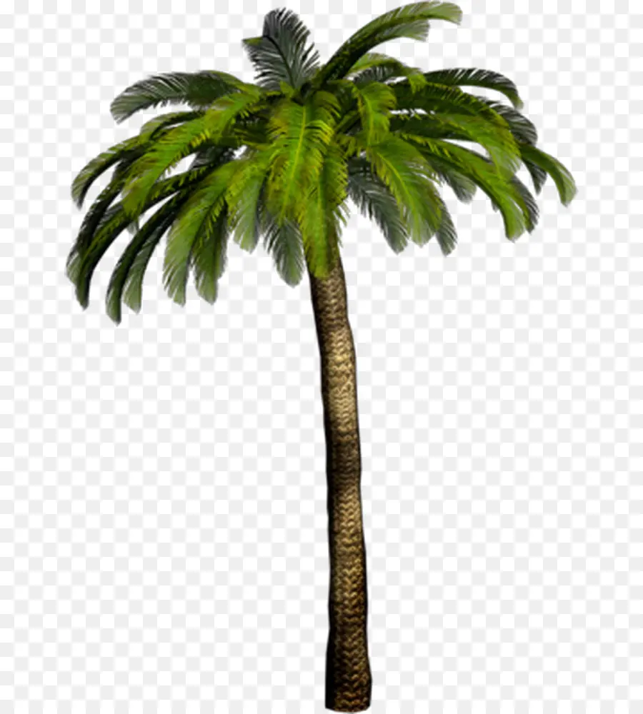 Palmera，Tropical PNG