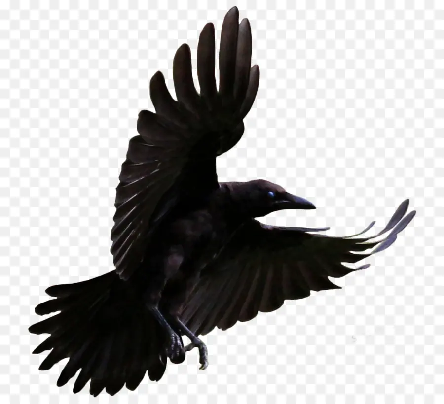 Común Raven，Cuervo PNG