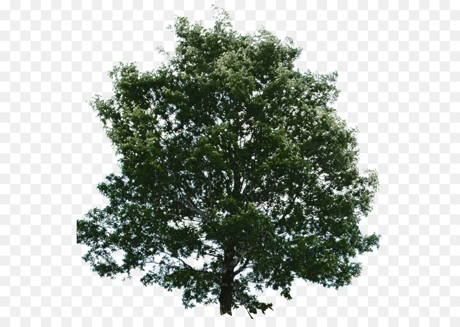 árbol Verde，Árbol PNG