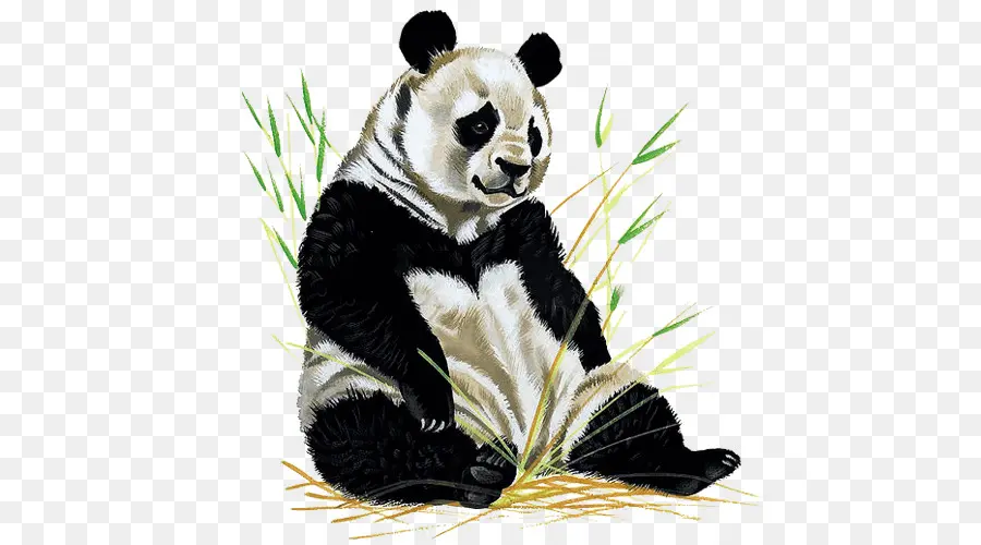 Panda，Oso PNG