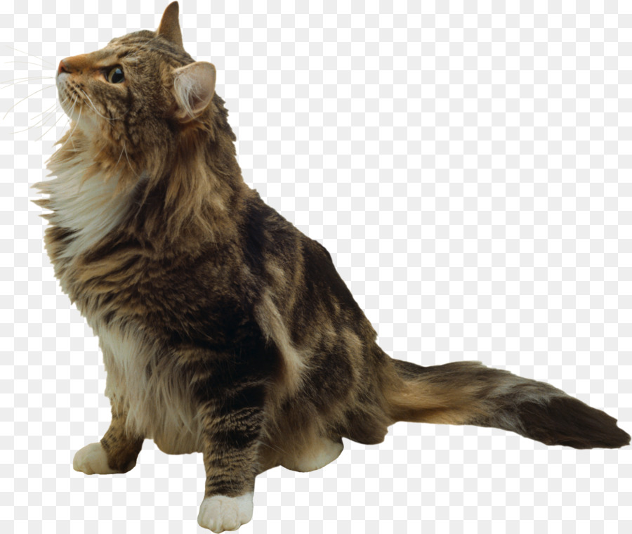 Bigotes，Maine Coon PNG