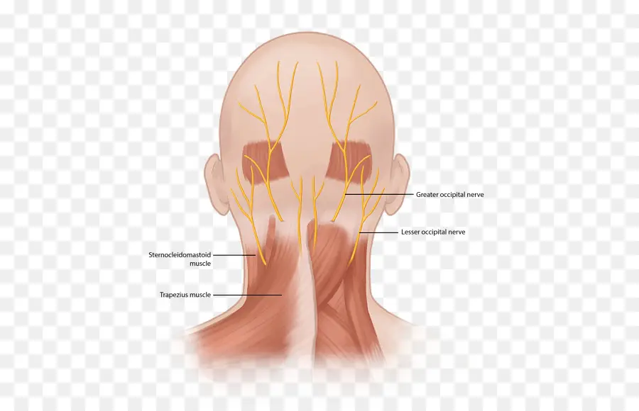 Neuralgia Occipital，Mayor Nervio Occipital PNG