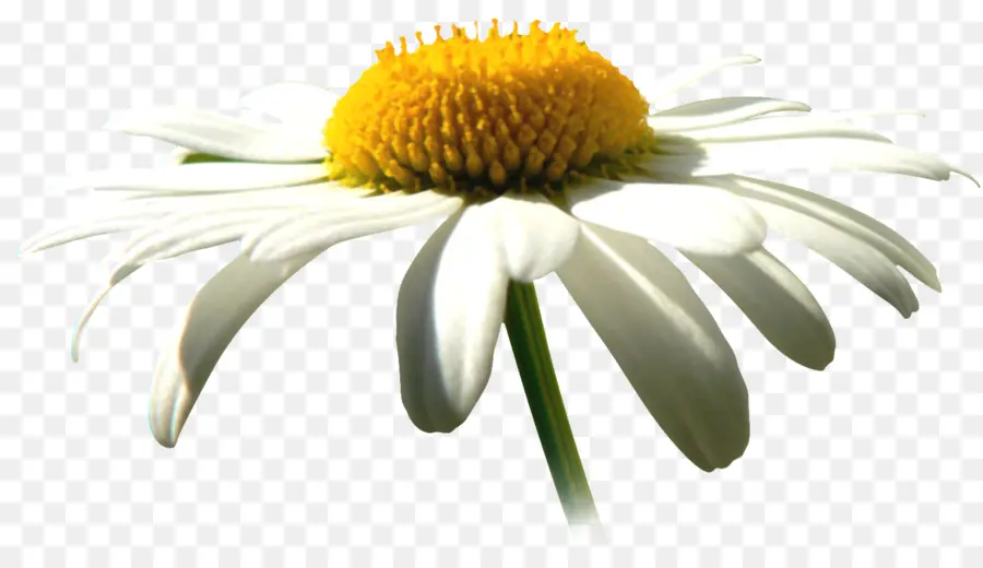 Común Daisy，La Manzanilla PNG