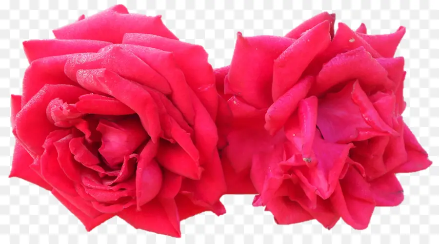 Las Rosas De Jardín，Col Rosa PNG