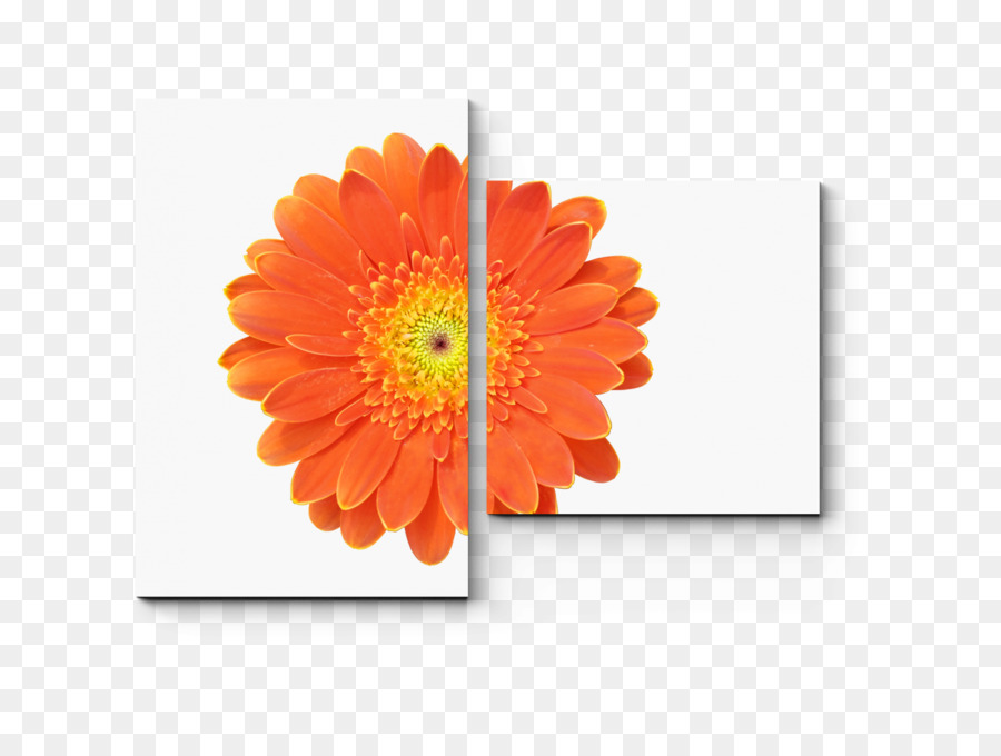 Transvaal Daisy，Una Fotografía De Stock PNG