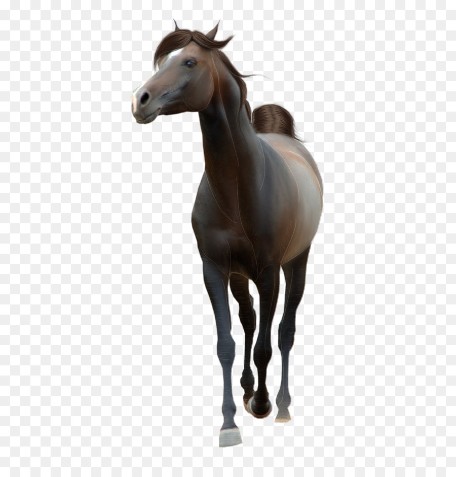 Caballo，Pony PNG