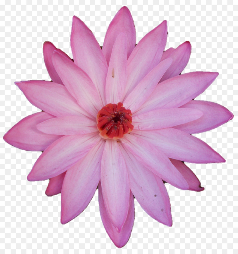 Loto Rosa，Floración PNG