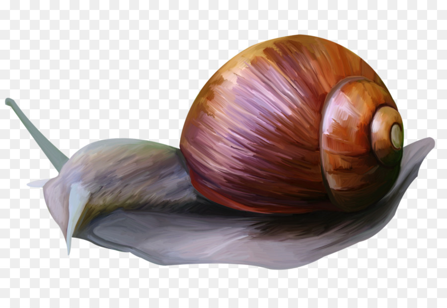 Caracol，Animal PNG