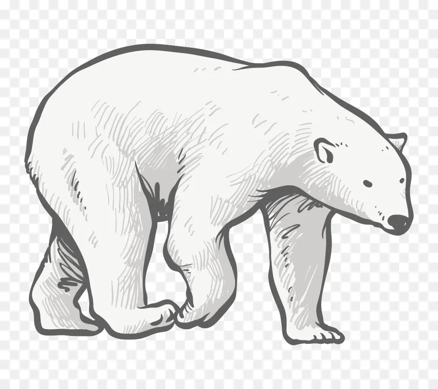 Oso Polar，Oso PNG