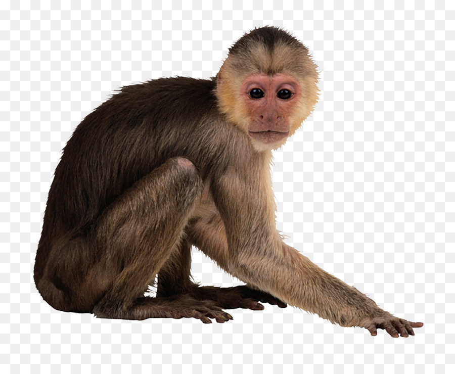 Mono，Macaco PNG