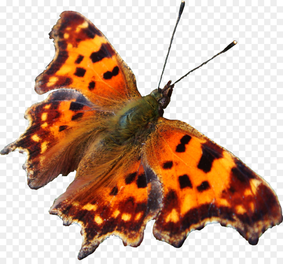 Mariposas Con Pincel，Mariposas PNG