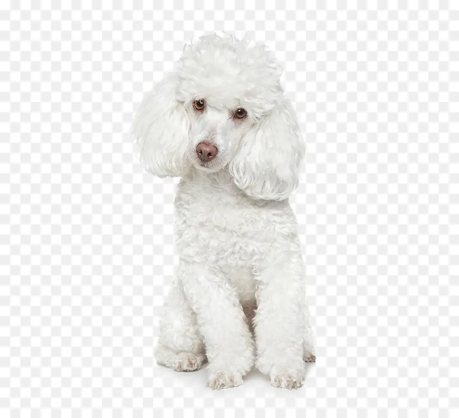 Caniche，Perro Maltés PNG