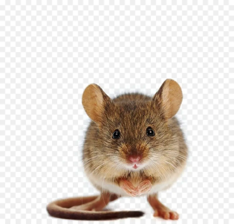 Ratón，Hámster PNG