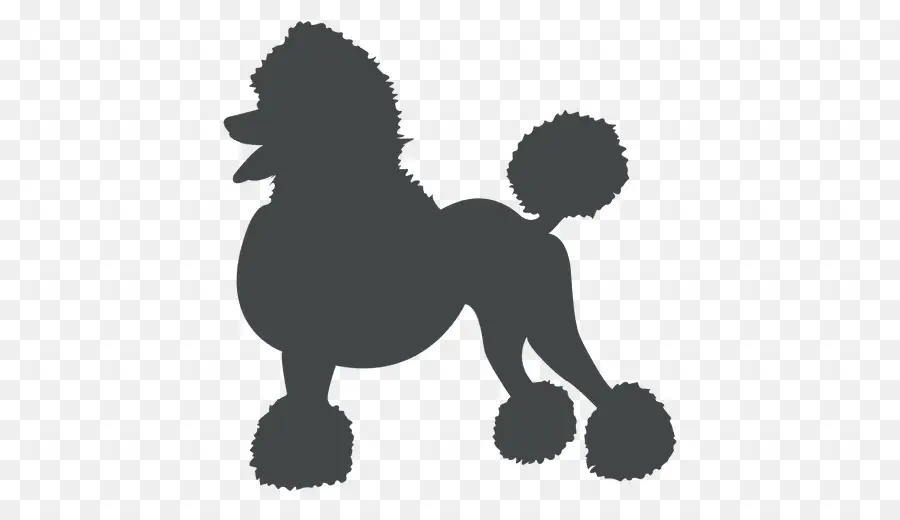 Caniche，Perro PNG