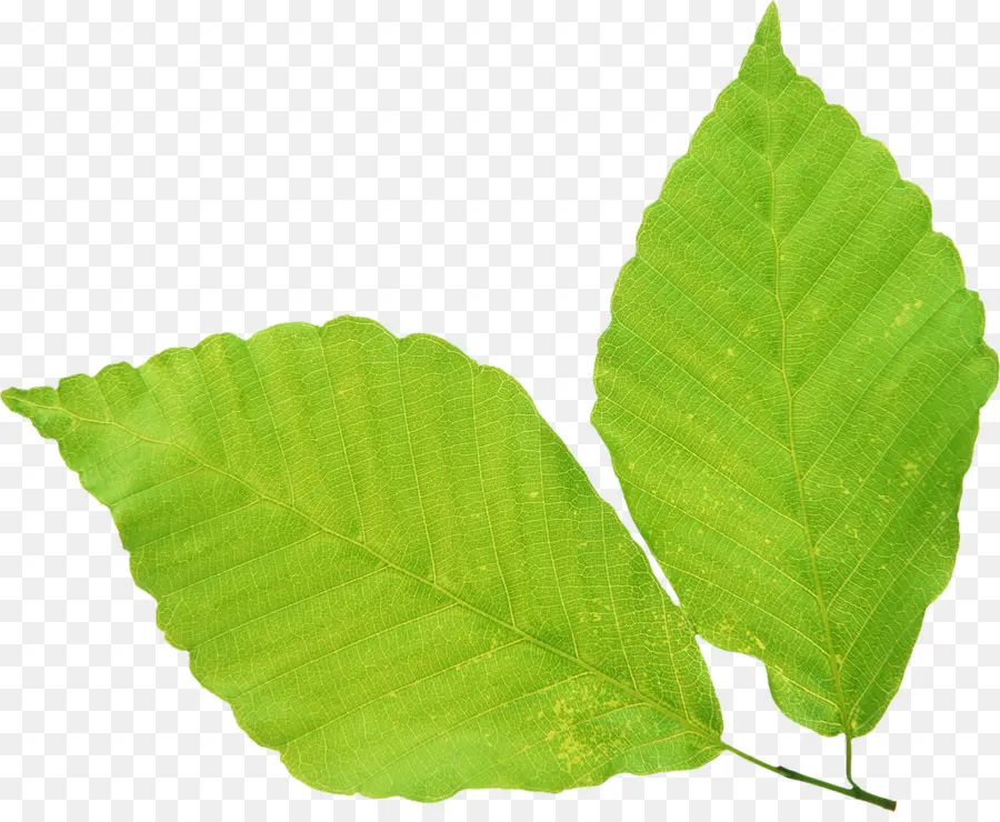 Verde，Hoja PNG