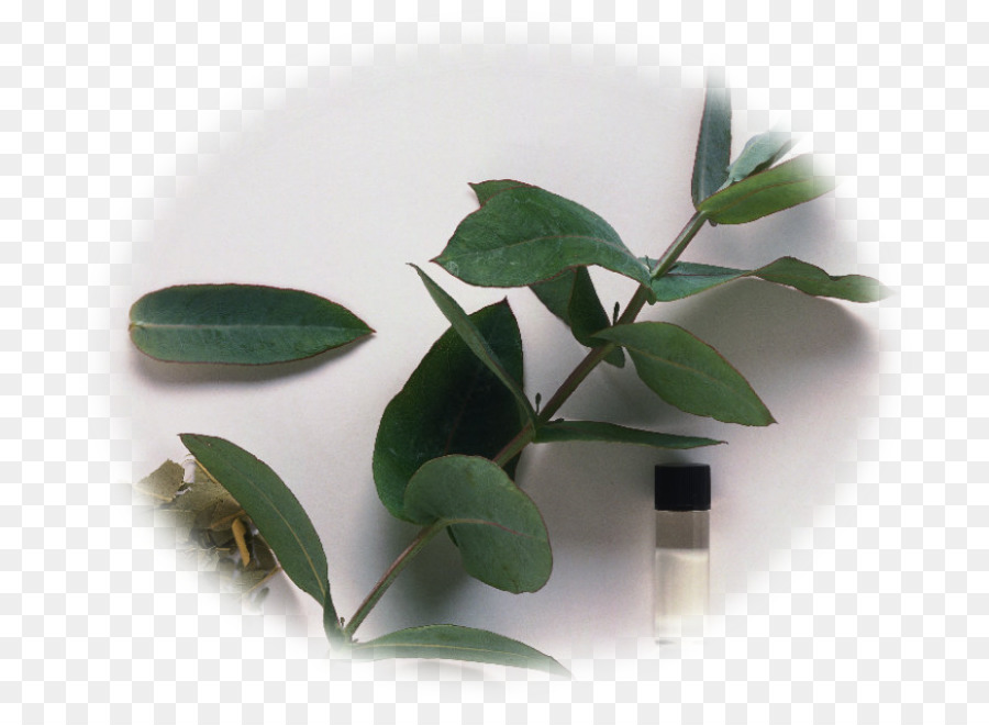 Plantas Medicinales，Las Plantas PNG