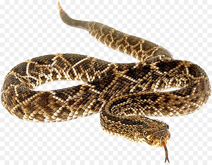 Serpiente，Reptil PNG