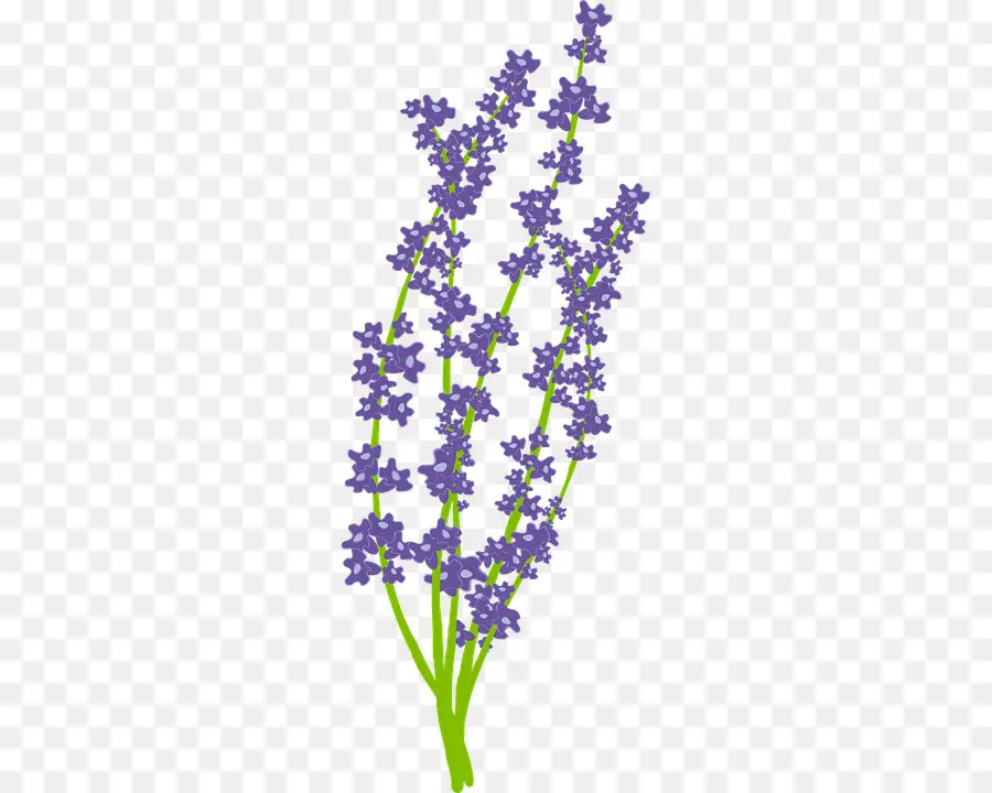 Lavanda，Aceite Esencial PNG