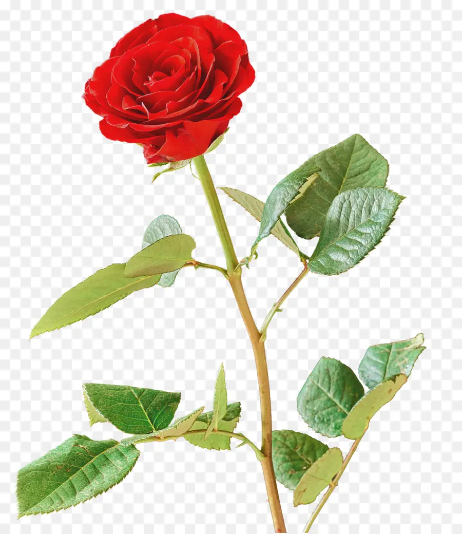 Rosas De Jardín，Rosa De Repollo PNG