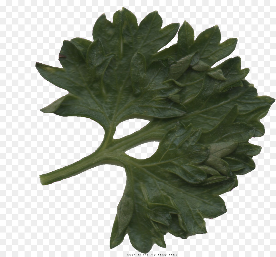 Hoja，Vegetal De Hoja PNG