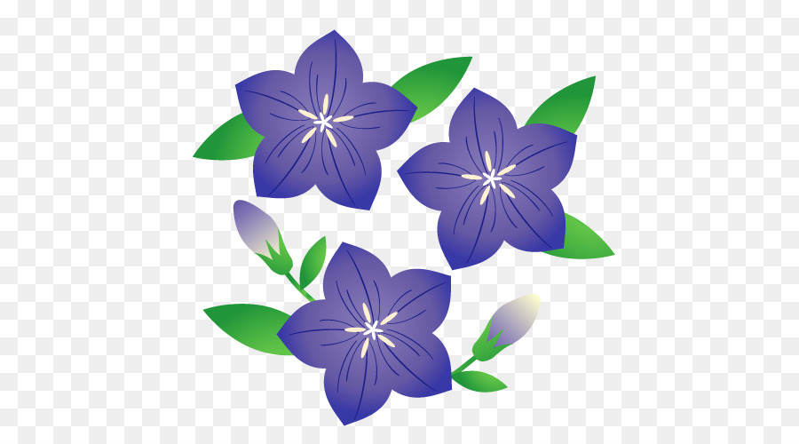 Platycodon Grandiflorus，Dibujo PNG