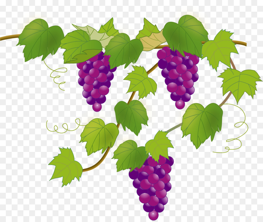 Uvas，Enredadera PNG