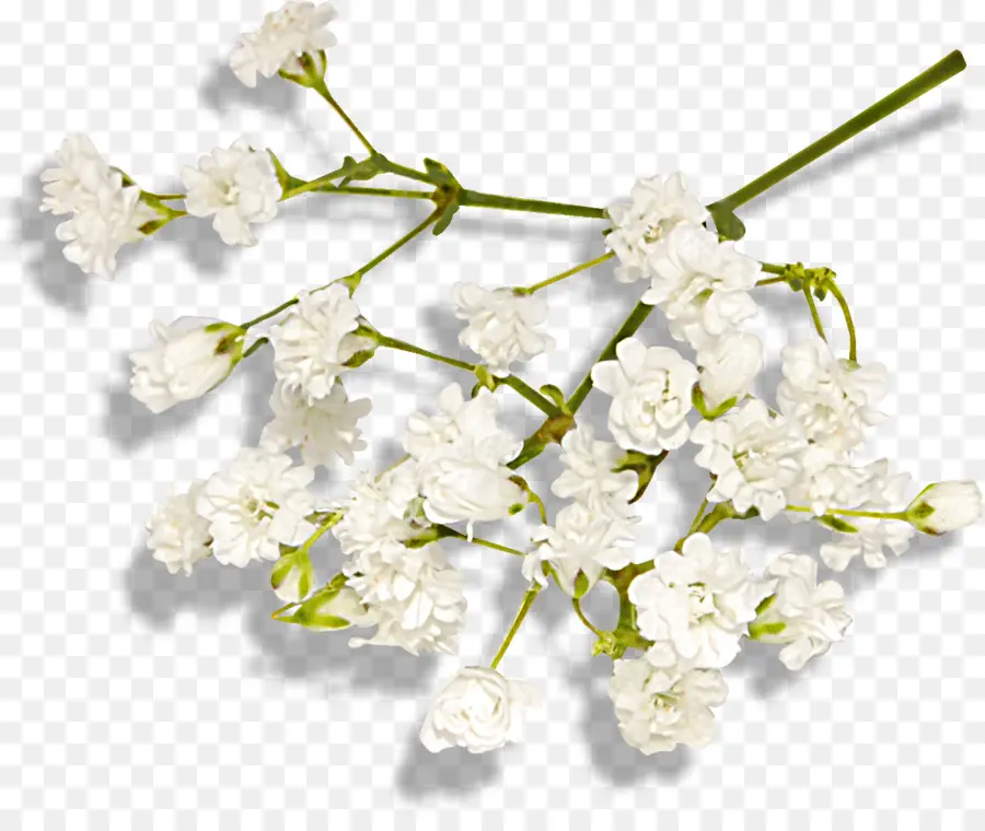 Flores Blancas，Florecer PNG