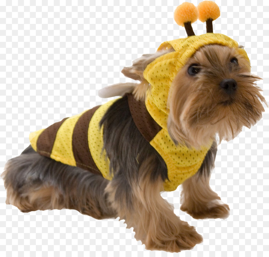 Perro Disfrazado De Abeja，Traje PNG