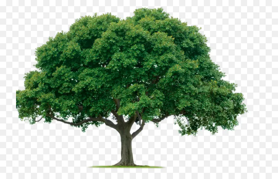 árbol，Verde PNG