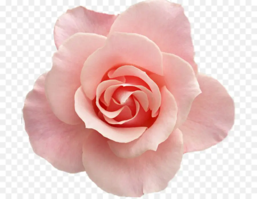 Flores Rosadas，Rosas De Jardín PNG