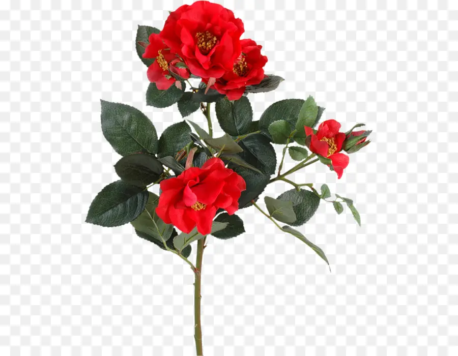 Rosas De Jardín，Flor PNG