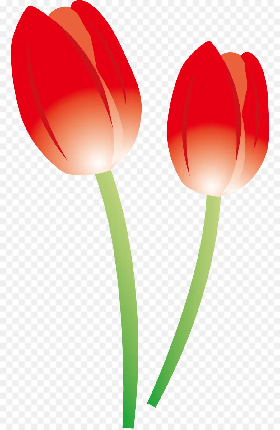 Tulipán，Flor PNG