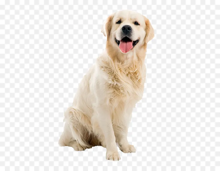 Golden Retriever，Labrador Retriever PNG